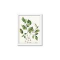 Picture of Golden Greens II _GroupedProduct_Rectangle_Portrait_Framed_Matted_