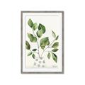 Picture of Golden Greens II _GroupedProduct_Rectangle_Portrait_Framed_Matted_