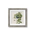 Picture of Plant in Black Pot I _GroupedProduct_Square_Framed_Matted_
