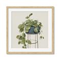 Picture of Plant in Black Pot II _GroupedProduct_Square_Framed_Matted_
