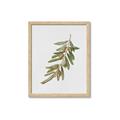 Picture of Olive Branch _GroupedProduct_Rectangle_Portrait_Framed_Matted_