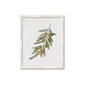 Picture of Olive Branch _GroupedProduct_Rectangle_Portrait_Framed_Matted_