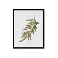 Picture of Olive Branch _GroupedProduct_Rectangle_Portrait_Framed_Matted_