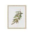 Picture of Olive Branch _GroupedProduct_Rectangle_Portrait_Framed_Matted_