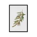 Picture of Olive Branch _GroupedProduct_Rectangle_Portrait_Framed_Matted_
