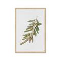 Picture of Olive Branch _GroupedProduct_Rectangle_Portrait_Framed_Matted_