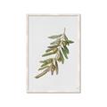 Picture of Olive Branch _GroupedProduct_Rectangle_Portrait_Framed_Matted_