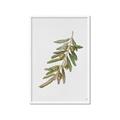 Picture of Olive Branch _GroupedProduct_Rectangle_Portrait_Framed_Matted_