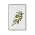 Picture of Olive Branch _GroupedProduct_Rectangle_Portrait_Framed_Matted_