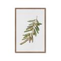 Picture of Olive Branch _GroupedProduct_Rectangle_Portrait_Framed_Matted_