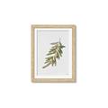 Picture of Olive Branch _GroupedProduct_Rectangle_Portrait_Framed_Matted_