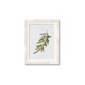 Picture of Olive Branch _GroupedProduct_Rectangle_Portrait_Framed_Matted_
