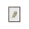 Picture of Olive Branch _GroupedProduct_Rectangle_Portrait_Framed_Matted_