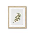Picture of Olive Branch _GroupedProduct_Rectangle_Portrait_Framed_Matted_