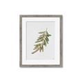 Picture of Olive Branch _GroupedProduct_Rectangle_Portrait_Framed_Matted_