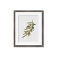 Picture of Olive Branch _GroupedProduct_Rectangle_Portrait_Framed_Matted_