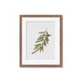 Picture of Olive Branch _GroupedProduct_Rectangle_Portrait_Framed_Matted_