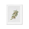 Picture of Olive Branch _GroupedProduct_Rectangle_Portrait_Framed_Matted_