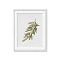 Picture of Olive Branch _GroupedProduct_Rectangle_Portrait_Framed_Matted_