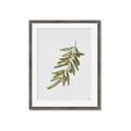 Picture of Olive Branch _GroupedProduct_Rectangle_Portrait_Framed_Matted_