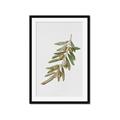 Picture of Olive Branch _GroupedProduct_Rectangle_Portrait_Framed_Matted_