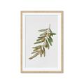 Picture of Olive Branch _GroupedProduct_Rectangle_Portrait_Framed_Matted_