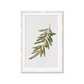 Picture of Olive Branch _GroupedProduct_Rectangle_Portrait_Framed_Matted_