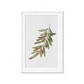 Picture of Olive Branch _GroupedProduct_Rectangle_Portrait_Framed_Matted_