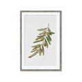 Picture of Olive Branch _GroupedProduct_Rectangle_Portrait_Framed_Matted_
