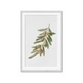 Picture of Olive Branch _GroupedProduct_Rectangle_Portrait_Framed_Matted_