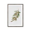 Picture of Olive Branch _GroupedProduct_Rectangle_Portrait_Framed_Matted_