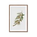 Picture of Olive Branch _GroupedProduct_Rectangle_Portrait_Framed_Matted_