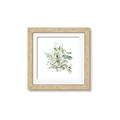 Picture of Botanical Burst II _GroupedProduct_Square_Framed_Matted_