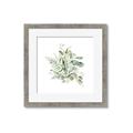 Picture of Botanical Burst II _GroupedProduct_Square_Framed_Matted_