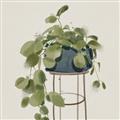 Picture of Plant in Black Pot II _GroupedProduct_Square_Unframed_Print_Only_