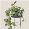 Picture of Plant in Black Pot II _GroupedProduct_Square_Unframed_Print_Only_