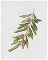Picture of Olive Branch _GroupedProduct_Rectangle_Portrait_Unframed_Print_Only_