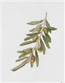 Picture of Olive Branch _GroupedProduct_Rectangle_Portrait_Unframed_Print_Only_