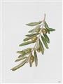 Picture of Olive Branch _GroupedProduct_Rectangle_Portrait_Unframed_Print_Only_