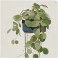 Picture of Plant in Black Pot I _GroupedProduct_Square_Unframed_Print_Only_