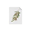 Picture of Olive Branch _GroupedProduct_Rectangle_Portrait_Unframed_Print_Only_