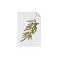 Picture of Olive Branch _GroupedProduct_Rectangle_Portrait_Unframed_Print_Only_