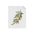 Picture of Olive Branch _GroupedProduct_Rectangle_Portrait_Unframed_Print_Only_