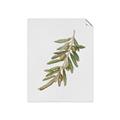 Picture of Olive Branch _GroupedProduct_Rectangle_Portrait_Unframed_Print_Only_
