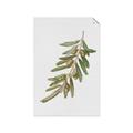 Picture of Olive Branch _GroupedProduct_Rectangle_Portrait_Unframed_Print_Only_