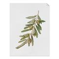 Picture of Olive Branch _GroupedProduct_Rectangle_Portrait_Unframed_Print_Only_