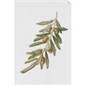 Picture of Olive Branch _GroupedProduct_Rectangle_Portrait_Unframed_Print_Only_