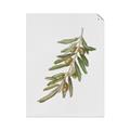 Picture of Olive Branch _GroupedProduct_Rectangle_Portrait_Unframed_Print_Only_