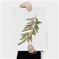 Picture of Olive Branch _GroupedProduct_Rectangle_Portrait_Canvas_