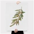 Picture of Olive Branch _GroupedProduct_Rectangle_Portrait_Canvas_